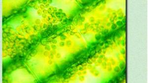 苏教版七年级生物上册(旧版)电子课本-苏教版初一生物上册(旧版)电子课本第3章 细胞是生命活动的基本单位(第31页)