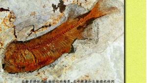 苏教版八年级生物下册(旧版)电子课本-苏教版初二生物下册(旧版)电子课本第24章 生命起源和生物进化(第63页)