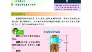苏教版七年级生物上册(旧版)电子课本-苏教版初一生物上册(旧版)电子课本第二节 植物根的生长(第60页)