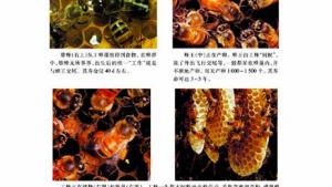 苏教版八年级生物上册(旧版)电子课本-苏教版初二生物上册(旧版)电子课本第三节 昆虫的生殖与发育(第18页)