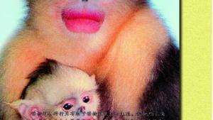 苏教版八年级生物上册(旧版)电子课本-苏教版初二生物上册(旧版)电子课本第17章 动物的行为(第59页)