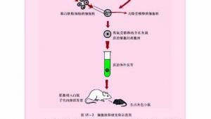 苏教版八年级生物上册(旧版)电子课本-苏教版初二生物上册(旧版)电子课本第一节 DNA是主要的遗传物质(第29页)