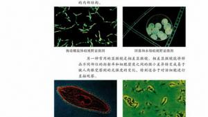 苏教版高一生物必修1（分子与细胞）电子课本细胞的大小和形态(第34页)