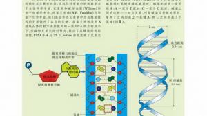 苏教版高一生物必修1（分子与细胞）电子课本核酸的结构和功能(第23页)