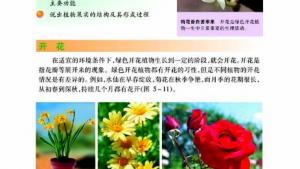 苏教版七年级生物上册(旧版)电子课本-苏教版初一生物上册(旧版)电子课本第五节 植物的开花和结果(第73页)