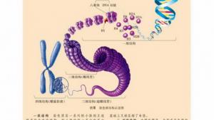 苏教版高一生物必修2（遗传与进化）电子课本DNA的结构(第62页)