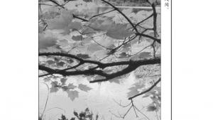 苏教版八年级语文下册电子课本,苏教版初二语文下册电子课本语文实践活动 社会热点问题研讨会(第220页)