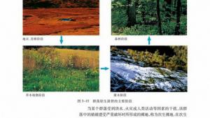 苏教版高二生物必修3（稳定与环境）电子课本第三节 生物群落的演替(第68页)