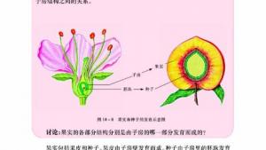 苏教版八年级生物上册(旧版)电子课本-苏教版初二生物上册(旧版)电子课本第二节 生物的无性生殖(第10页)