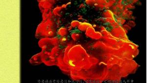 苏教版八年级生物上册(旧版)电子课本-苏教版初二生物上册(旧版)电子课本第18章 疾病与免疫(第70页)