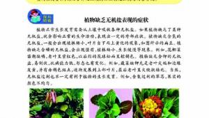 苏教版七年级生物上册(旧版)电子课本-苏教版初一生物上册(旧版)电子课本第三节 植物生长需要水和无机盐(第67页)