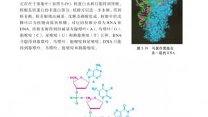 苏教版高三化学-有机化学基础电子课本第二单元 氨基酸 蛋白(第109页)