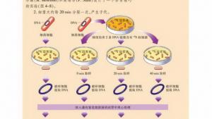 苏教版高一生物必修2（遗传与进化）电子课本DNA的复制(第63页)