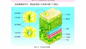 苏教版七年级生物上册(旧版)电子课本-苏教版初一生物上册(旧版)电子课本第二节 植物光合作用的场所(第83页)