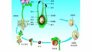 苏教版八年级生物上册(旧版)电子课本-苏教版初二生物上册(旧版)电子课本第二节 生物的无性生殖(第9页)