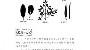 苏教版八年级语文下册电子课本,苏教版初二语文下册电子课本语文实践活动 社会热点问题研讨会(第227页)