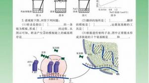 苏教版高一生物必修2（遗传与进化）电子课本遗传病的监测和预防(第91页)