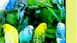 苏教版八年级生物上册(旧版)电子课本-苏教版初二生物上册(旧版)电子课本第15章 生物的遗传和变异(第27页)