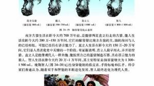 苏教版八年级生物下册(旧版)电子课本-苏教版初二生物下册(旧版)电子课本第四节 人类的起源和进化(第81页)