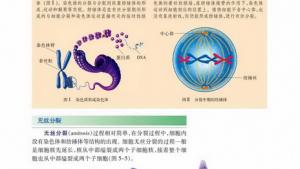 苏教版高一生物必修1（分子与细胞）电子课本细胞周期与有丝分裂(第83页)