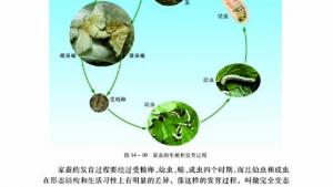 苏教版八年级生物上册(旧版)电子课本-苏教版初二生物上册(旧版)电子课本第三节 昆虫的生殖与发育(第15页)