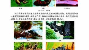 苏教版八年级生物下册(旧版)电子课本-苏教版初二生物下册(旧版)电子课本第三节 千姿百态的动物世界(第40页)