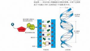 苏教版高一生物必修2（遗传与进化）电子课本DNA的结构(第60页)