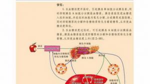 苏教版高二生物必修3（稳定与环境）电子课本血糖调节(第18页)