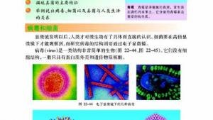 苏教版八年级生物下册(旧版)电子课本-苏教版初二生物下册(旧版)电子课本第四节 神奇的微生物(第46页)