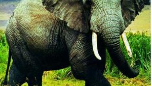 苏教版八年级生物上册(旧版)电子课本-苏教版初二生物上册(旧版)电子课本第6单元 动物的运动和行为(第48页)