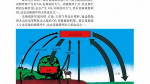 苏教版高二生物必修3（稳定与环境）电子课本生态系统中的物质循环(第85页)