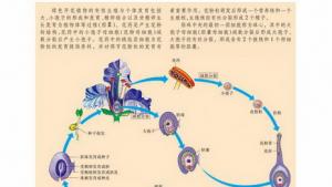 苏教版高一生物必修2（遗传与进化）电子课本有性生殖(第20页)