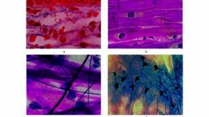 苏教版七年级生物上册(旧版)电子课本-苏教版初一生物上册(旧版)电子课本第一节 细胞的分裂与分化(第43页)
