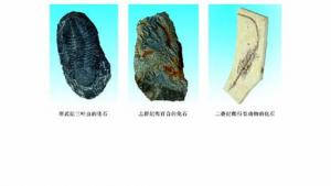 苏教版八年级生物下册(旧版)电子课本-苏教版初二生物下册(旧版)电子课本第二节 生物进化的历程(第72页)