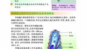 苏教版七年级生物上册(旧版)电子课本-苏教版初一生物上册(旧版)电子课本第三节 单细胞生物(第49页)