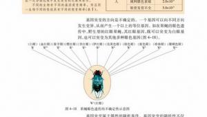 苏教版高一生物必修2（遗传与进化）电子课本第四节 基因突变和基因重组(第78页)