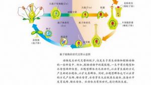 苏教版高一生物必修2（遗传与进化）电子课本有性生殖(第24页)