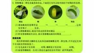 苏教版八年级生物上册(旧版)电子课本-苏教版初二生物上册(旧版)电子课本第三节 昆虫的生殖与发育(第17页)