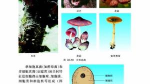 苏教版八年级生物下册(旧版)电子课本-苏教版初二生物下册(旧版)电子课本第四节 神奇的微生物(第50页)