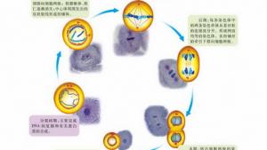 苏教版高一生物必修1（分子与细胞）电子课本细胞周期与有丝分裂(第81页)