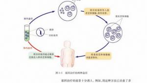 苏教版高一生物必修1（分子与细胞）电子课本生物科学与社会：基因诊断和基因治疗(第4页)