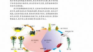 苏教版高一生物必修2（遗传与进化）电子课本有性生殖(第23页)