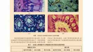 苏教版高一生物必修1（分子与细胞）电子课本细胞分化(第87页)