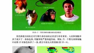 苏教版八年级生物上册(旧版)电子课本-苏教版初二生物上册(旧版)电子课本第一节 DNA是主要的遗传物质(第30页)