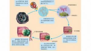 苏教版高一生物必修1（分子与细胞）电子课本癌细胞的形成(第96页)