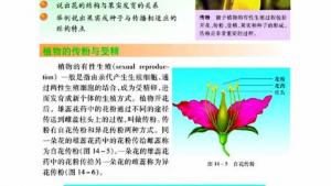 苏教版八年级生物上册(旧版)电子课本-苏教版初二生物上册(旧版)电子课本第二节 生物的无性生殖(第8页)