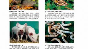 苏教版高二生物必修3（稳定与环境）电子课本动物激素在生产中的应用(第39页)