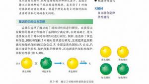 苏教版高一生物必修2（遗传与进化）电子课本第二节 基因的自由组合定律(第35页)