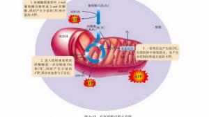 苏教版高一生物必修1（分子与细胞）电子课本细胞呼吸的过程(第71页)