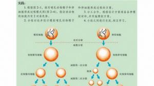 苏教版高一生物必修2（遗传与进化）电子课本生殖细胞的形成(第15页)